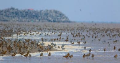 Princeton researchers may have solved the long-standing puzzle of why migratory shorebirds around the world are plummeting several times faster than coastal ecosystems are being developed. They discovered that shorebirds overwhelmingly rely on the portion of tidal zones closest to dry land for food and rest as they migrate, which are the locations most often lost to development. The findings stress the need for integrating upper tidal flats into conservation plans focused on migratory shorebirds. CREDIT: (Photo by Tong Mu, Department of Ecology and Evolutionary Biology)