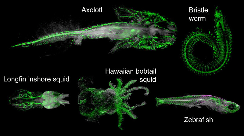 Light-sheet imges of different DEEP-Clear processed animals labelled with neurosystem specific markers. CREDIT: TU Wien / Max Perutz Labs