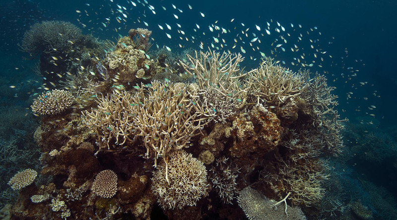 Scientists on the Global Reef Expedition found the coral reefs to be in surprisingly good shape, even in the most unexpected locations. CREDIT: © Living Oceans Foundation/Ken Marks