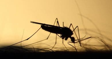 Mosquito Feeding Silhouette Skeeter Parasite