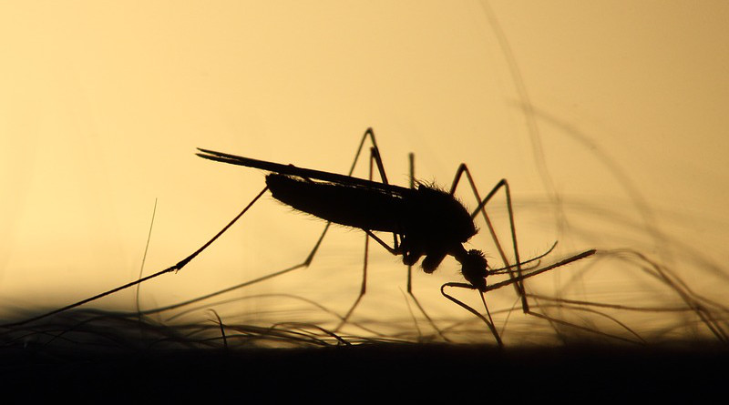 Mosquito Feeding Silhouette Skeeter Parasite