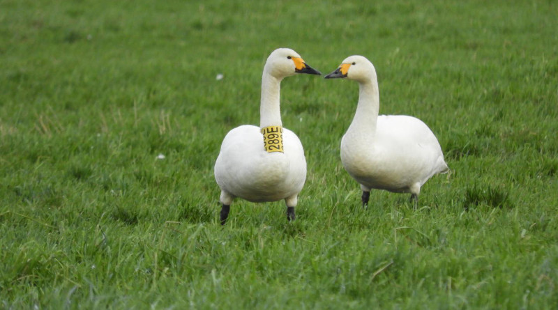 The research was only possible because of the code some swans carry. Sightings of these tagged animals - often by citizen scientists - offer insight into the whereabouts of individual swans and changes therein. In winter, the swans favour areas with an air temperature of 5.5 °C. CREDIT: Bart Nolet/NIOO-KNAW