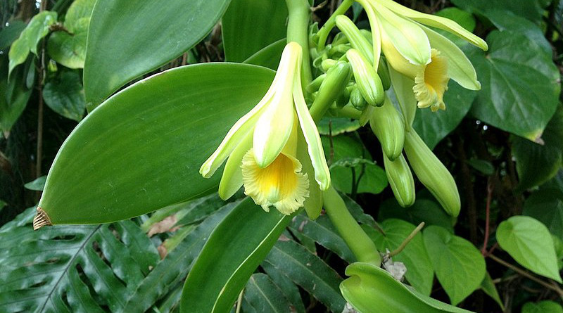 Vanilla planifolia, flower. Photo Credit: Malcolm Manners, Wikipedia Commons