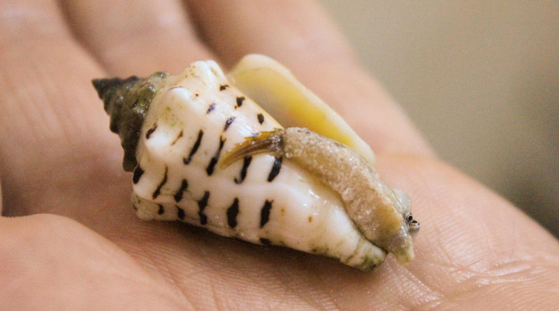 Living specimen of the marine mollusc Conomurex fasciatus. Millions of these shells were found on the Farasan Islands in Saudi Arabia as the food refuse of prehistoric fishers. Photo credit: Niklas Hausmann