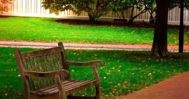 Bench Wooden Park Bench Park Outdoor Lawn Grass