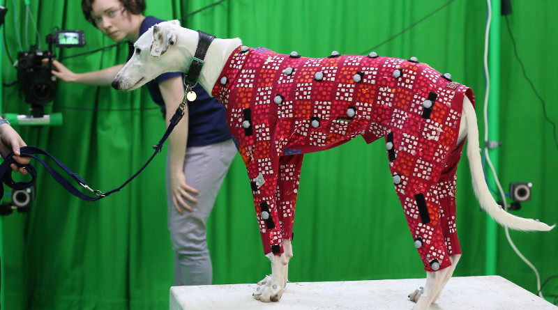 Sinead Kearney adjusts the cameras to collect the motion capture data of a lurcher CREDIT: University of Bath