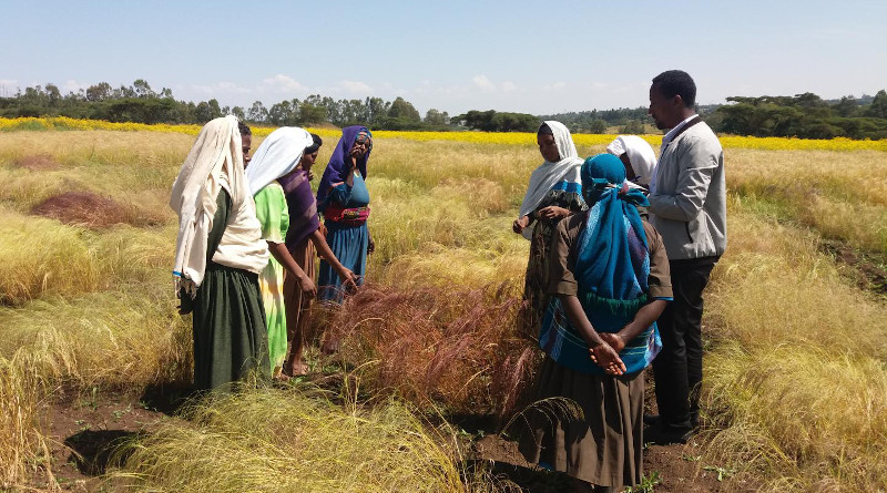 Teff farmers in a field Ethiopia. CREDIT: Aemiro Wodleyohannes
