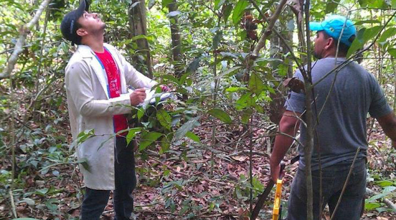 Examining forest species CREDIT: Dr Edmar Almeida de Oliveira