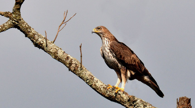 Example of a Bonelli's eagle. Photo Credit: Seshadri.K.S, Wikipedia Commons
