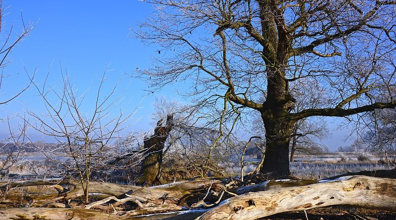 Nature Landscape Trees Tree Trunks Wood Dead Wood