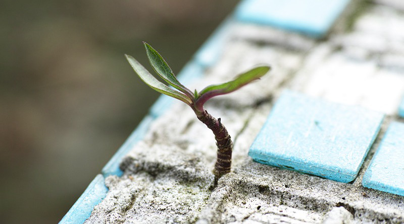 Seedling Plant Live Flower Leaves Only Bud Detail