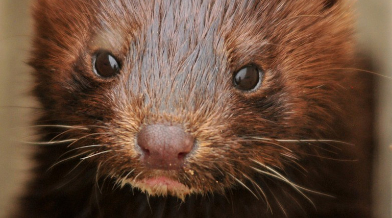 Mink Young Baby Portrait Face Head Wildlife