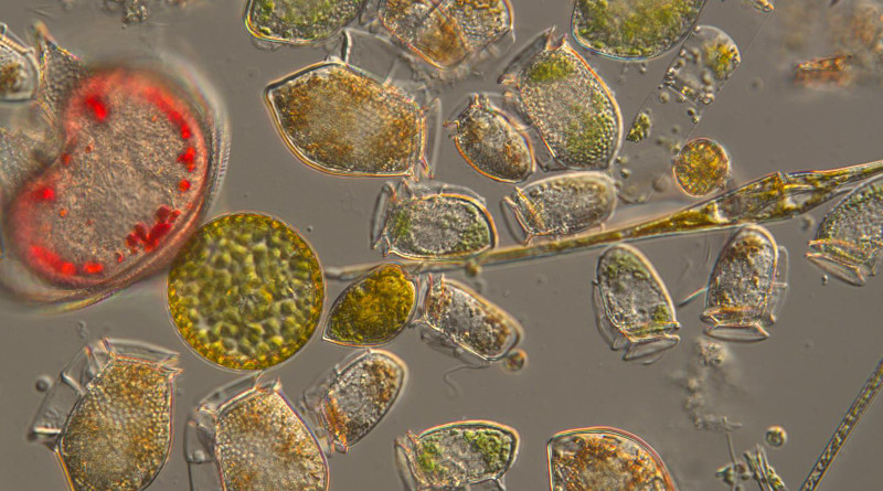 A mixture of dinoflagellates and diatoms from the L4 coastal monitoring site off Plymouth, England. CREDIT: Claire Widdicombe