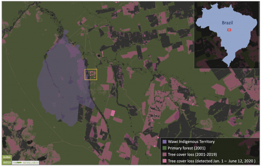 Satellite data show extensive deforestation of the region surrounding Wawi Indigenous Territory. Source: GLAD/UMD/Hansen/Google/USGS/NASA.