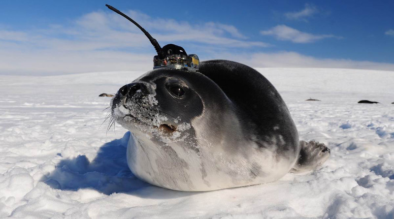 A Weddell seal collects data in the ocean while swimming. This information doesn’t only help marine sciences researchers, but also biologist, to understand the seals’ habitat better. (With permission: Dan Costa.)