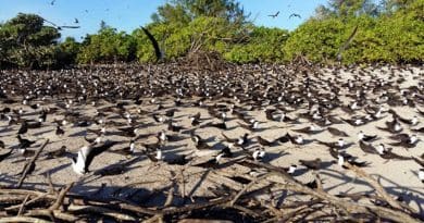 Sooty Terns on the Bird Island colony. Photo Credit: Seychelles Nation