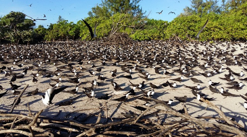 Sooty Terns on the Bird Island colony. Photo Credit: Seychelles Nation