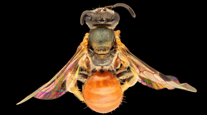 Homalictus tatei - James Dorey 18JDEC356ii Homalictus female sp. 112p MPE 5x -James Dorey CREDIT: James Dorey, Flinders University