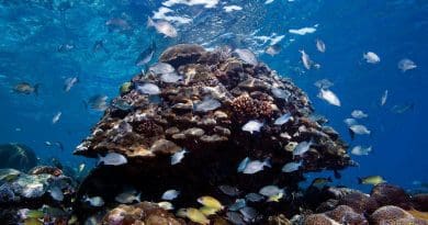 Reefs in the Solomon Islands were covered with abundant and diverse coral communities, but few fish. Most of the big fish were gone, and many of the nearshore reefs appeared to be overfished. CREDIT: © Khaled bin Sultan Living Oceans Foundation/Ken Marks