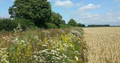 A wildflower-sown set-aside strip managed through an agri-environment scheme agreement. CREDIT: Katie Threadgill