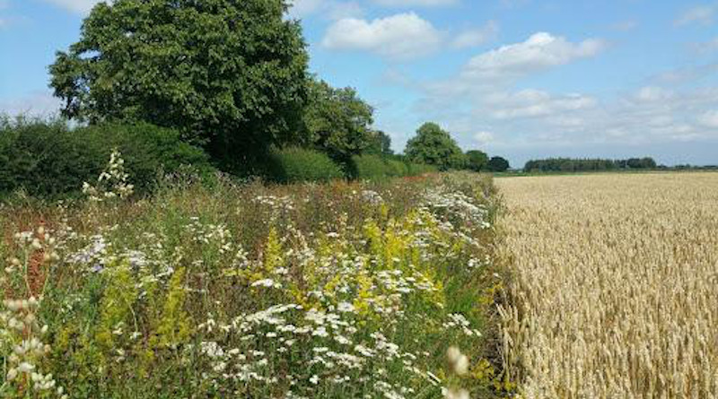 A wildflower-sown set-aside strip managed through an agri-environment scheme agreement. CREDIT: Katie Threadgill