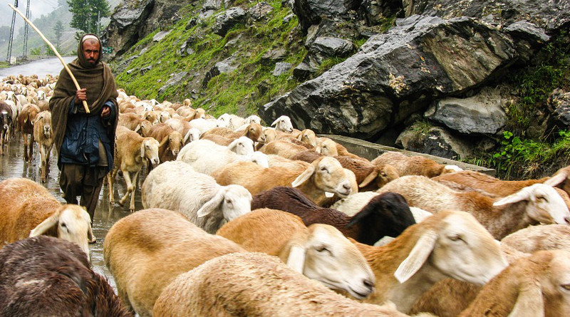 Flock Sheep Mountain Rain Nature Pasture Grass Pakistan