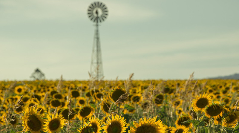 Windmill Field Nature Nobody Plant Sunflower Qld