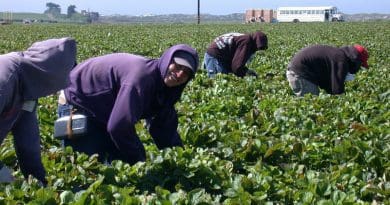 Migrant Immigrant Farm Latino Agriculture Strawberry Hardwork Field Farm Latinos