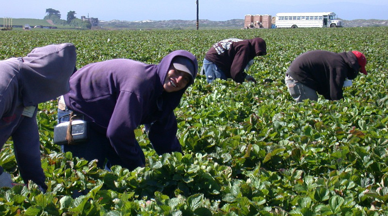 Migrant Immigrant Farm Latino Agriculture Strawberry Hardwork Field Farm Latinos