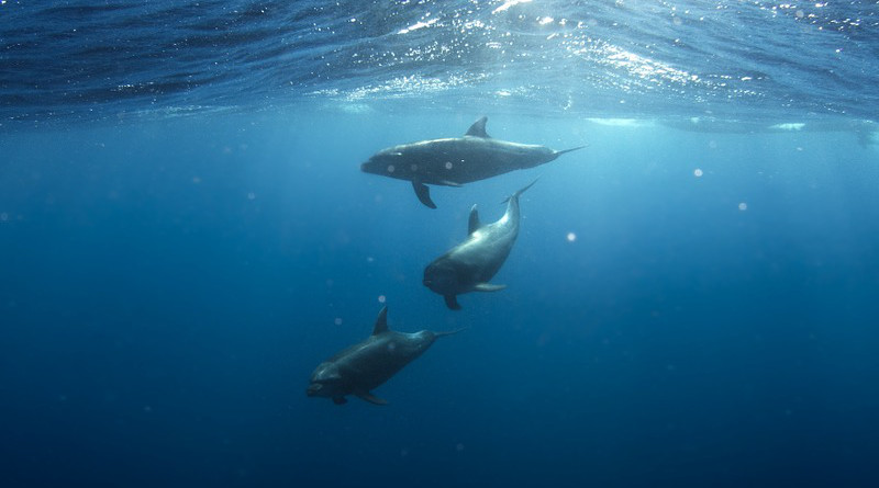 Dolphins Underwater Animals Life Marine Aquatic