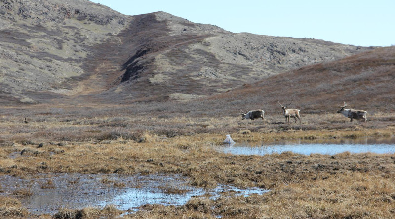 Caribou grazing on vegetation near an Arctic mosquito pond in Kangerlussuaq, Greenland. CREDIT: Photo by Melissa DeSiervo.