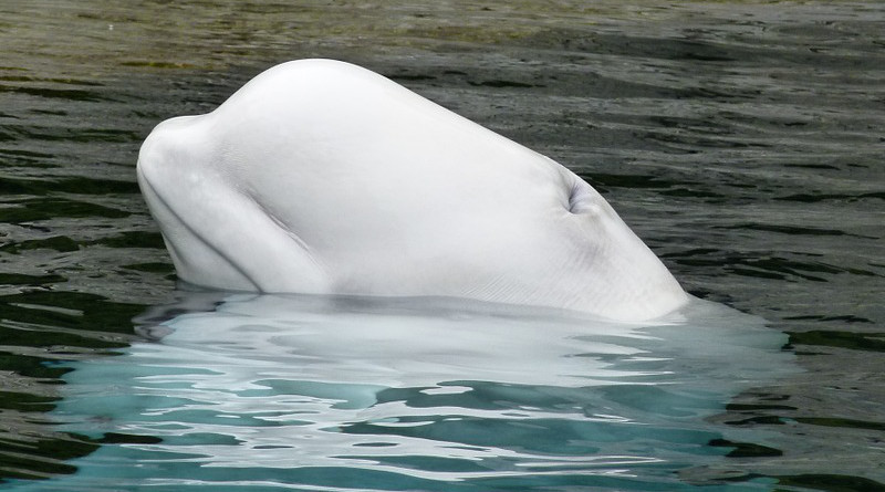 Beluga Whale Ocean Mammal Animal Ocean Life Water
