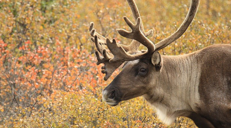 Caribou Antlers Alaska Wildlife