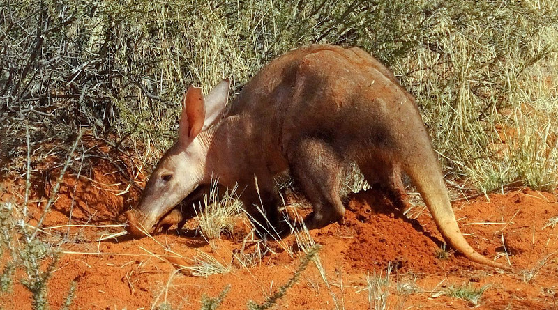 Sightings of aardvarks foraging in the daytime are becoming more common but can be a sign of food shortages brought on by drought. CREDIT: Nora Weyer/Wits University