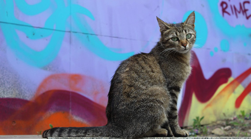 Cat Graffiti Europe Bulgaria Sofia Street Animal