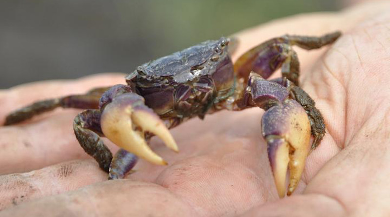 A new study reveals how climate change has enabled a voracious crab species to dramatically alter salt marsh ecosystems across the southeastern U.S. The study, published in Proceedings of the National Academy of Sciences, shows that soils beneath salt marshes from South Carolina to Florida have been softened by higher sea levels and increased tidal inundation. That softening has allowed the burrowing crab species Sesarma reticulatum to thrive, feeding on the cordgrass that holds the marshes together. The clearing of grass by crabs has dramatically altered the flow of creeks that run through the marshes, the study found, and is altering the dynamics between predator and prey species in the marshes. In fact, the researchers say that Sesarma, which had previously been a minor player in southeastern salt marshes, can now be considered a keystone species, meaning it plays a dominant role in shaping the ecosystem. CREDIT: Christine Angelini