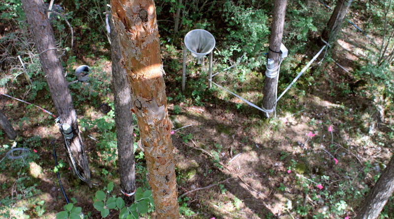 At a research site in the Pfyn Forest (canton of Valais), WSL scientists have been irrigating a number of forest plots since 2003. On some plots, the irrigation was stopped after 11 years. This long-term experiment provides perfect conditions for studying how trees adapt to dry and damp conditions. (Photo: Reinhard Lässig)