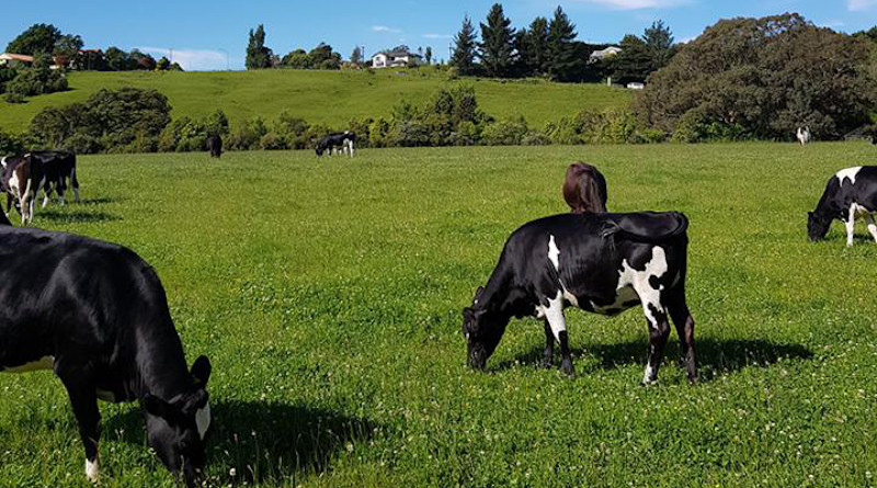 Dairy cows grazing clover/ryegrass pasture on a Massey University production farm. CREDIT: James Hanly