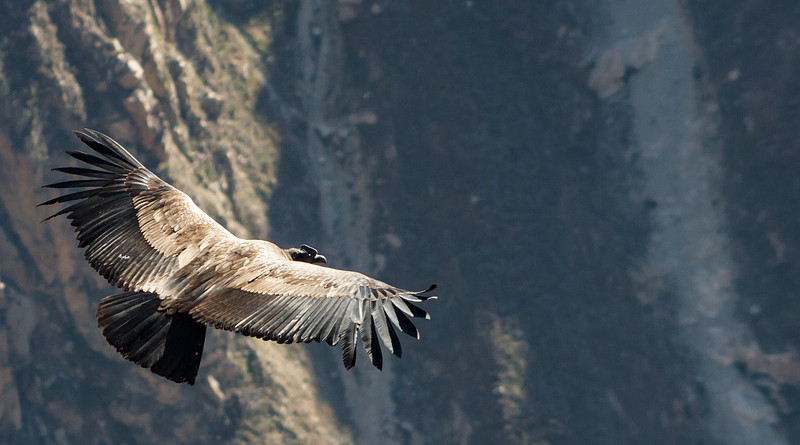 Condor Andean Condor Bird Peru Flying