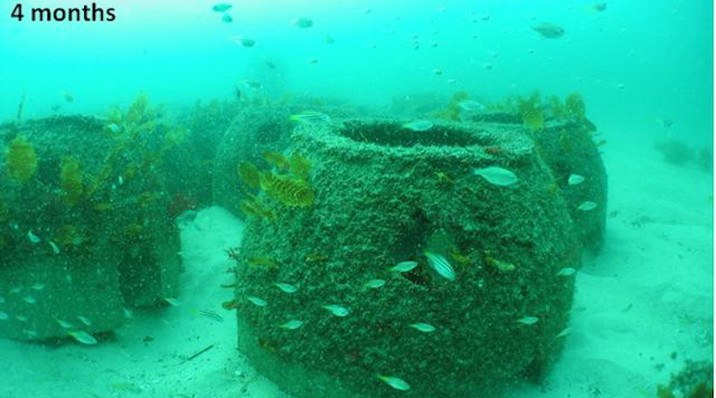Artificial reefs shown four months after installation. CREDIT: UNSW Science