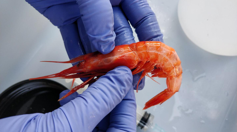 A study conducted by the UAB certifies that despite the presence of microplastics in deep-sea shrimp, the amounts detected do not cause any types of health problems. The research coincides with other studies pointing to the fact that there is no danger for human consumption, either. The research will be available in the next issue of Environmental Pollution. Credits: SEAaq/UAB