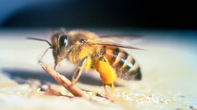 An adult Apis mellifera scutellata "Killer Bee" in Florida. Photo Credit: Jeffrey W. Lotz, Florida Department of Agriculture and Consumer Services, Bugwood.org