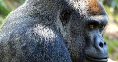 Gorilla Ape Animal Mammal Primate Silverback