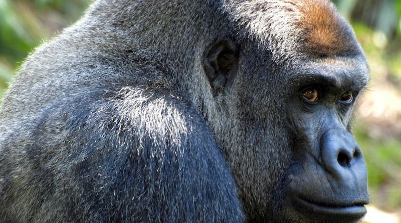 Gorilla Ape Animal Mammal Primate Silverback