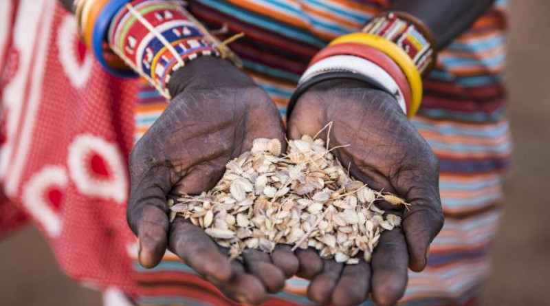 Maasai communities in Kenya contribute to successful reforestation projects by using their indigenous knowledge. CREDIT: Joan de la Malla