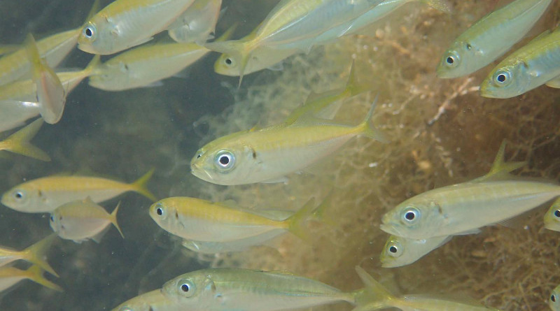 Researchers "counted" Japanese jack mackerel (Trachurus japonicus) in Maizuru Bay, Japan, through quantitative measurements of environmental DNA concentration. Photo credit: Reiji Masuda, Kyoto University. CREDIT: Reiji Masuda