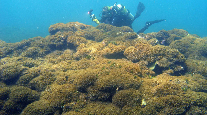The new species of algae at Pearl and Hermes Atoll. CREDIT Photo courtesy: NOAA/National Marine Sanctuaries