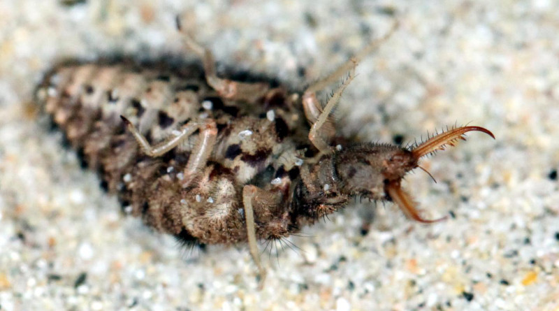 A belly-up antlion larva remaining motionless for an unpredictable period testing to destruction the patience of potential predators CREDIT: Professor Nigel R. Franks, University of Bristol