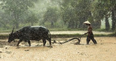 Rice Buffalo Farmer Cultivating Agriculture Asia