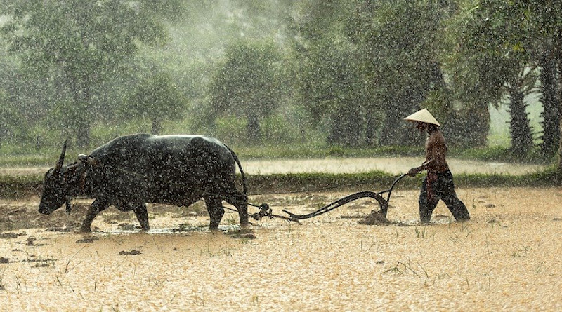 Rice Buffalo Farmer Cultivating Agriculture Asia